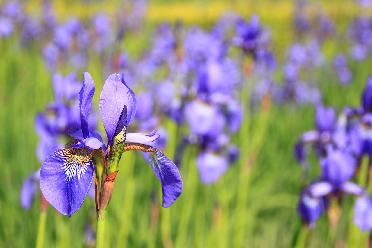 The Best Flowering Plants for Hanging Baskets